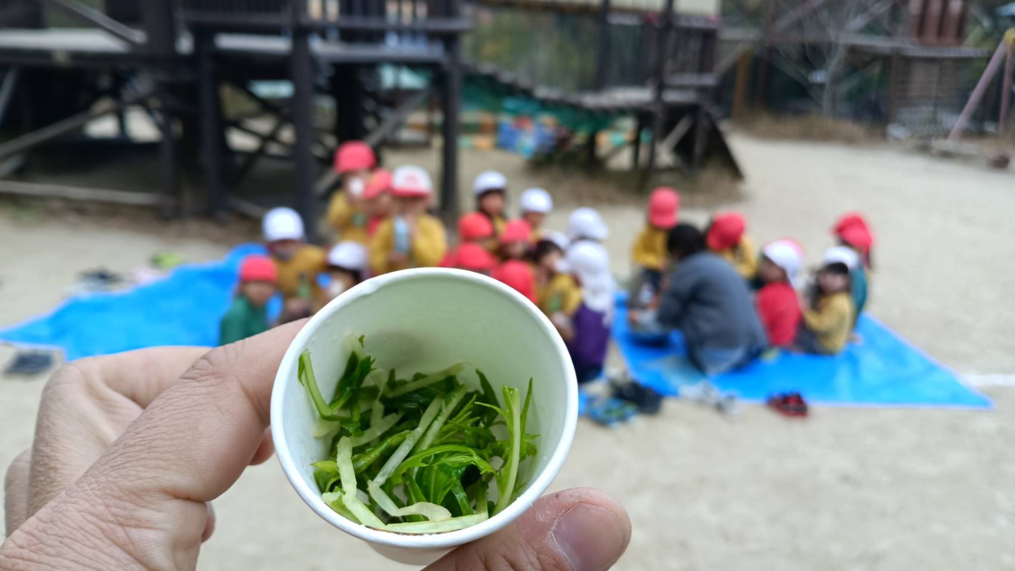 ソトノマ　水菜　ラグビー