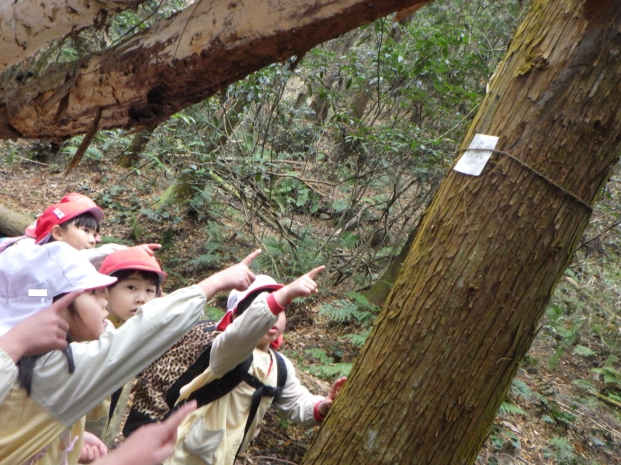 【年長】1/9　村積山　園外保育（1/3）