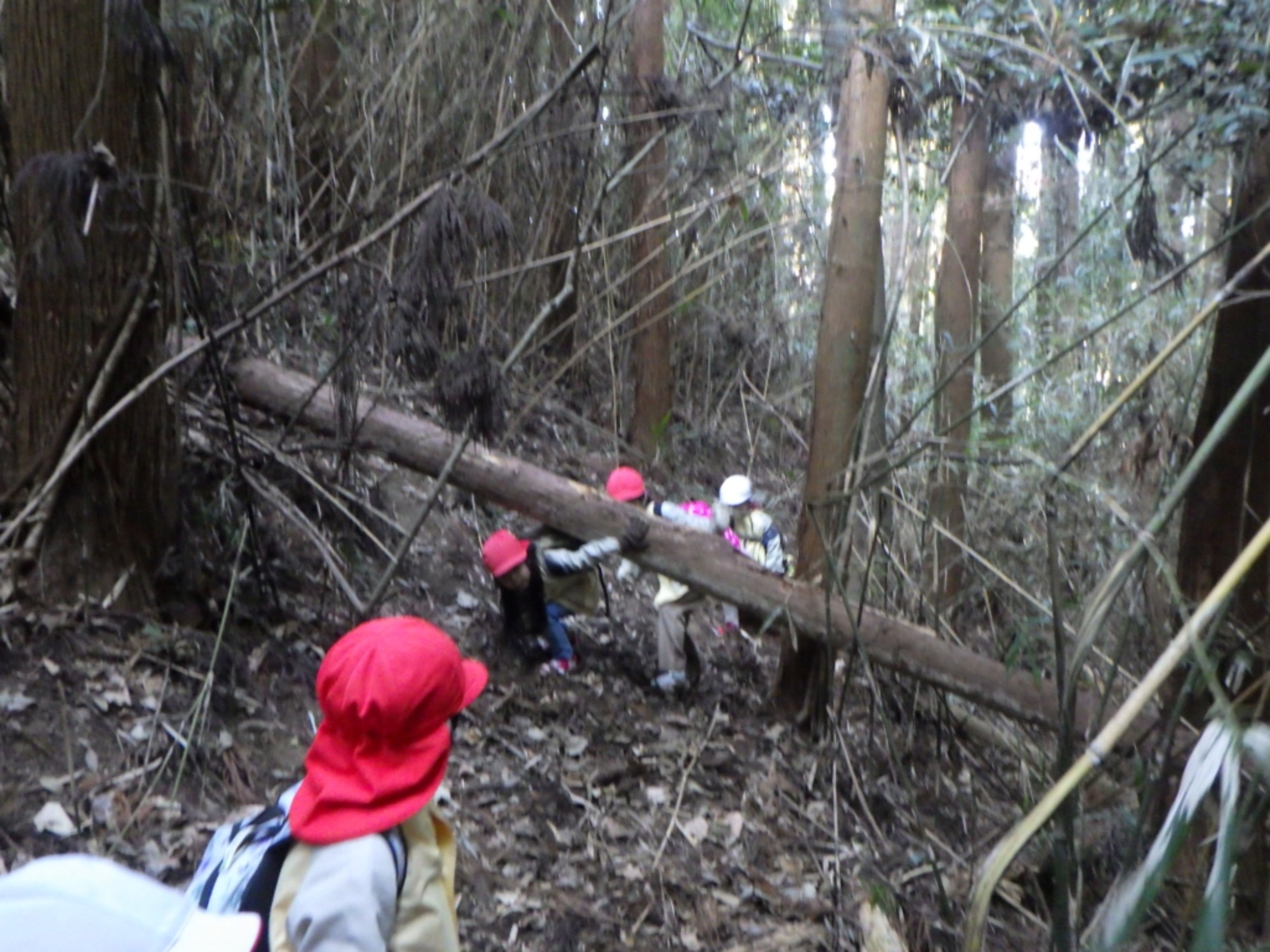 【年中】1/14　村積山　園外保育（1/3）