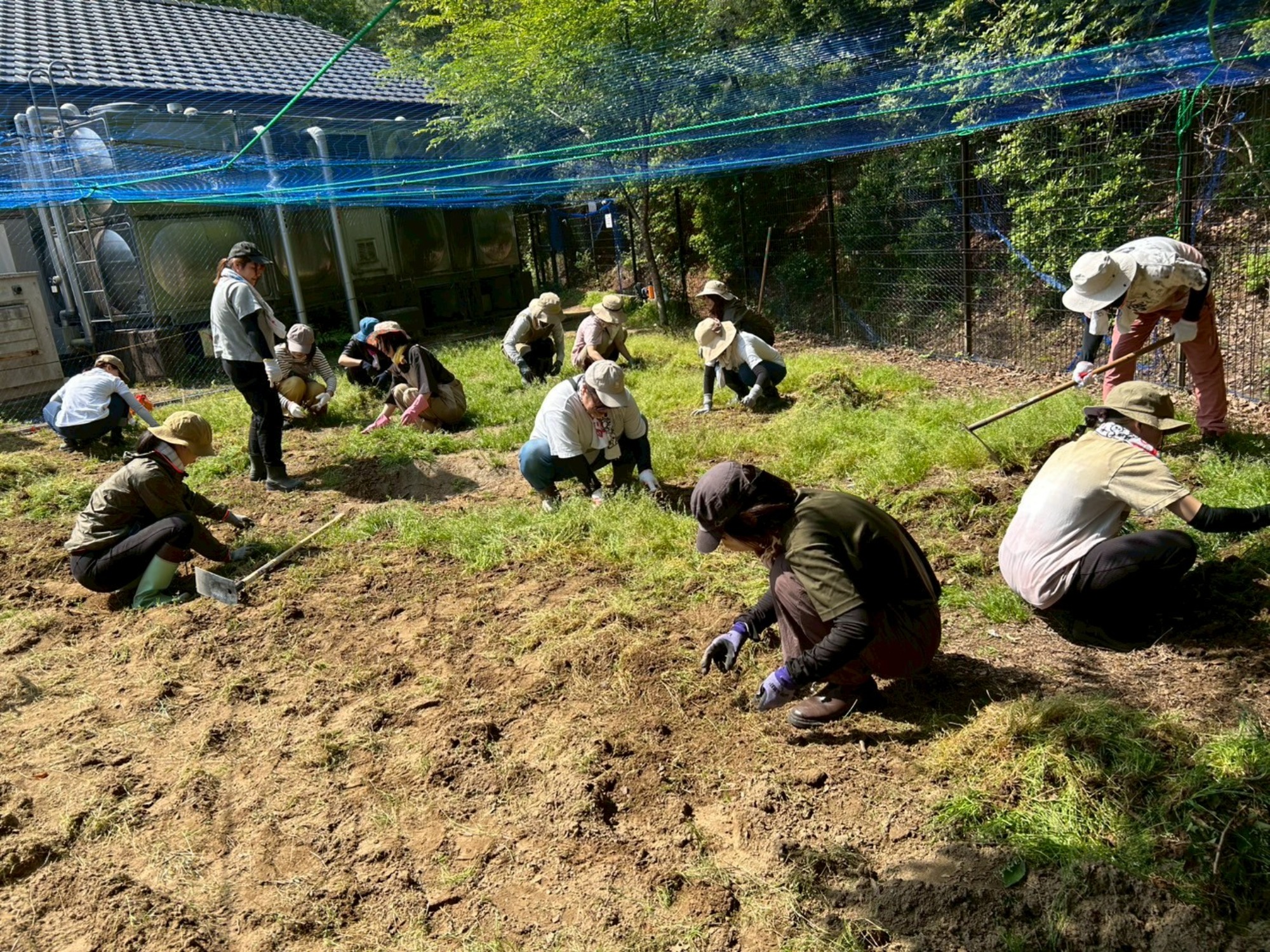 サツマイモ苗つけ