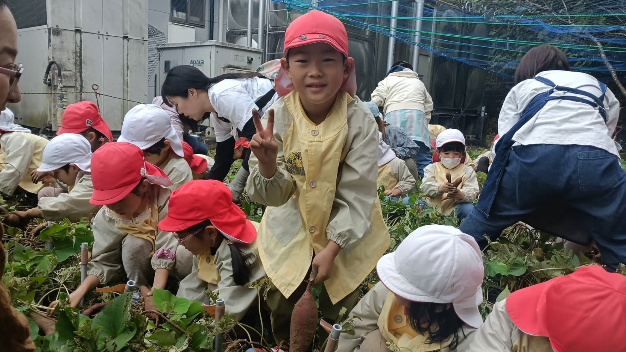 おいも掘り（1/3）