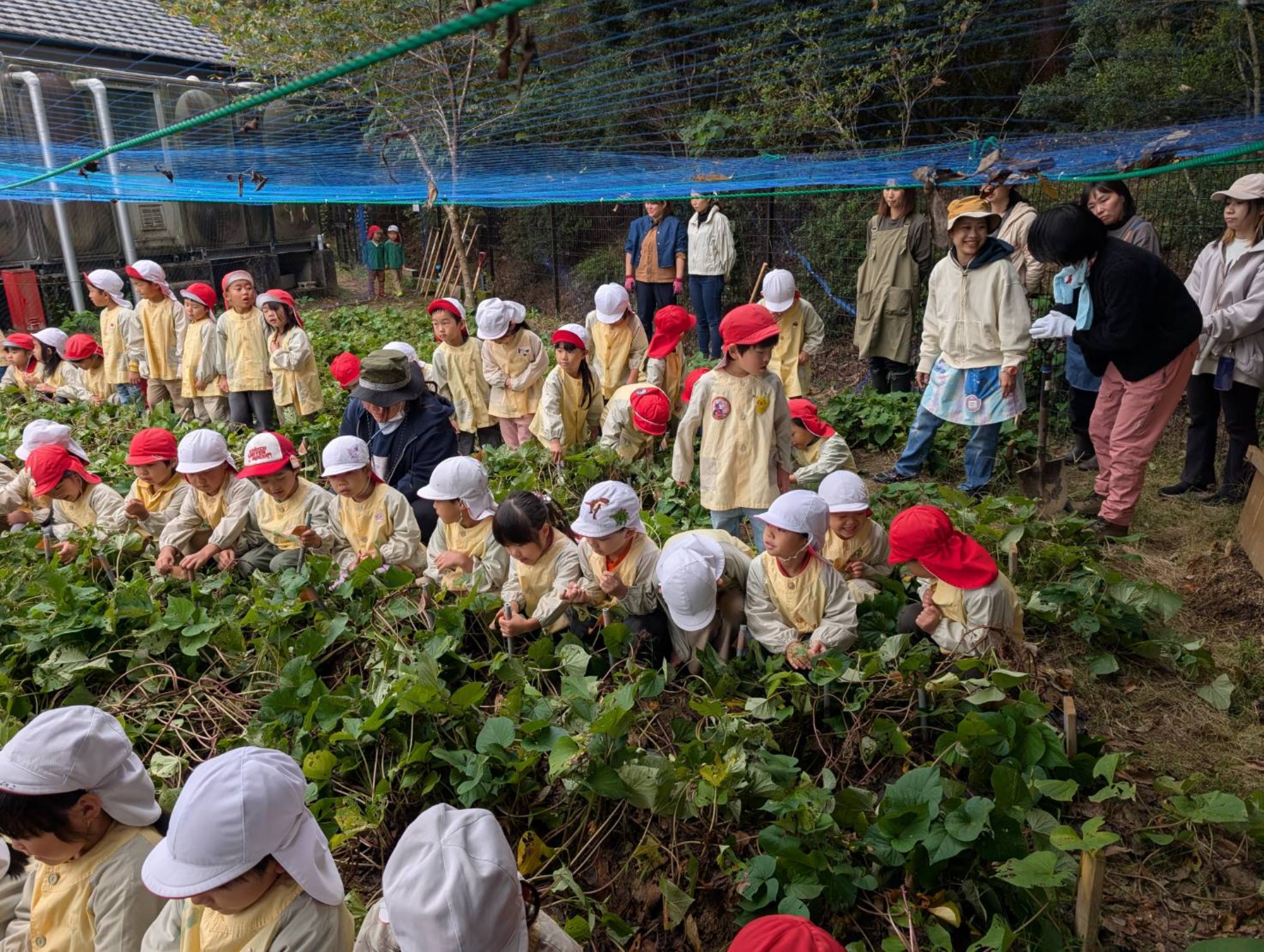 おいも掘り（1/3）