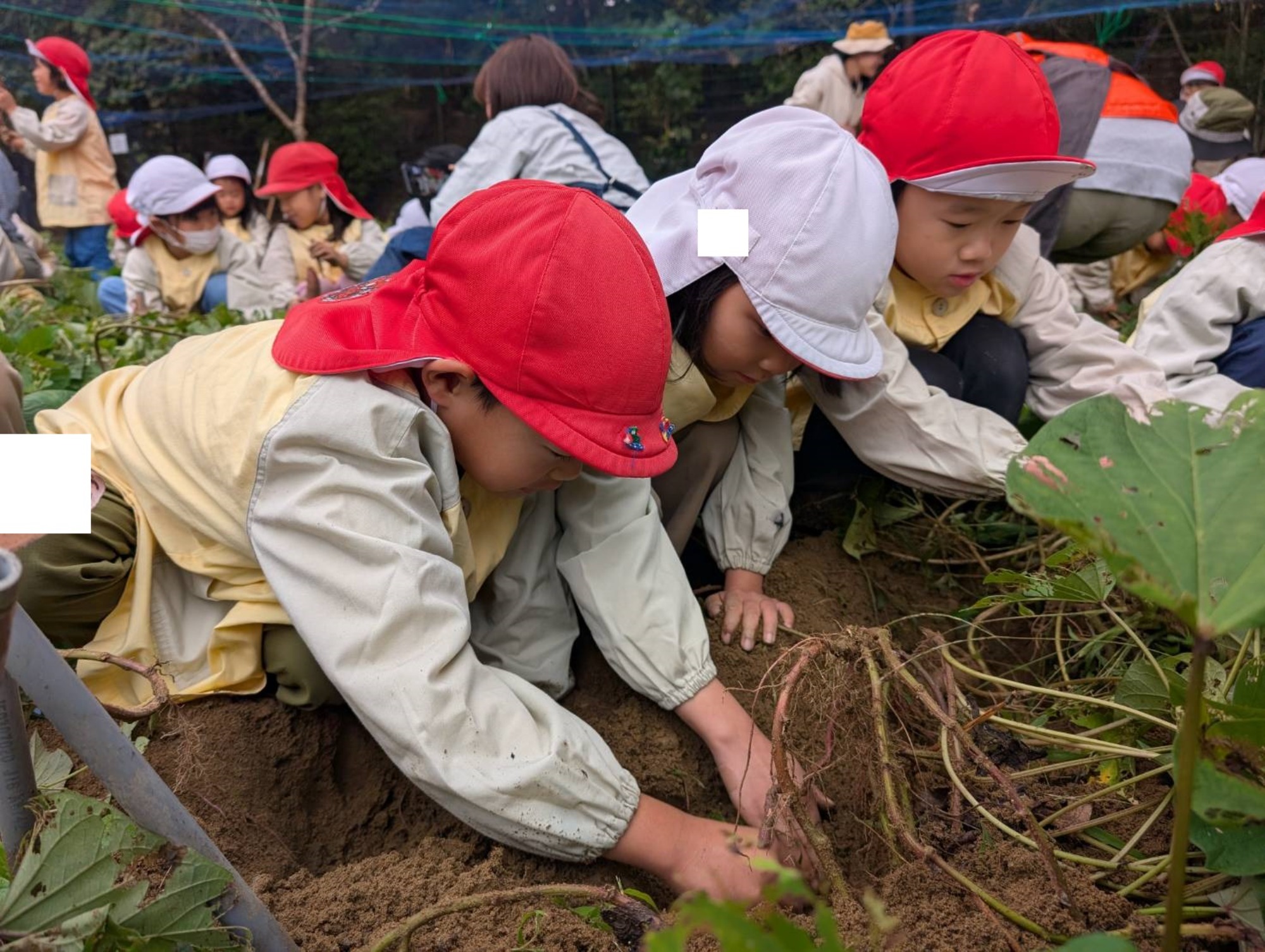 おいも掘り（1/3）
