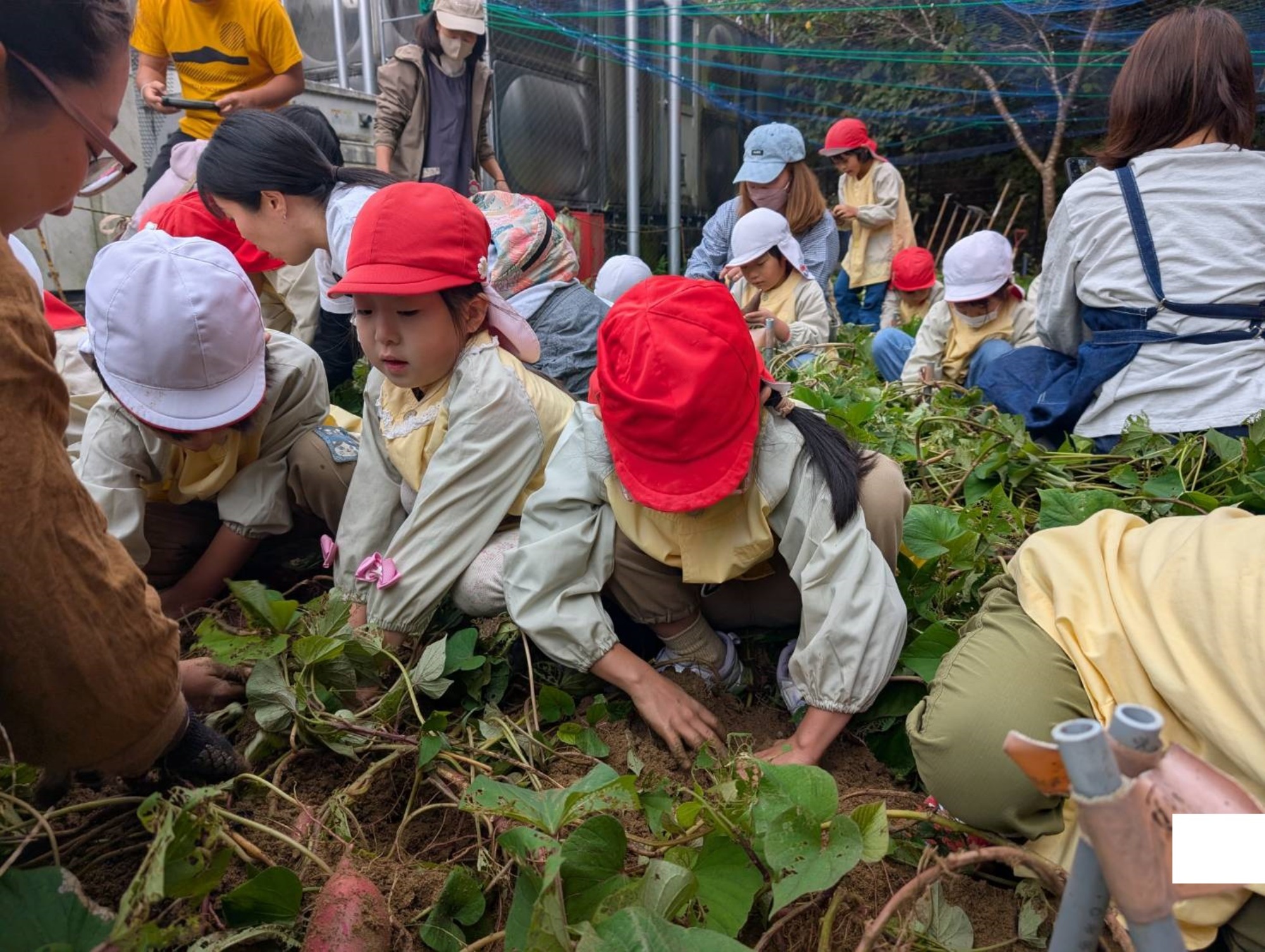 おいも掘り（1/3）