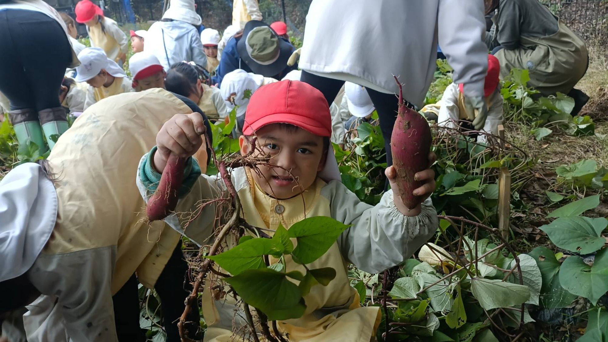 おいも掘り（1/3）