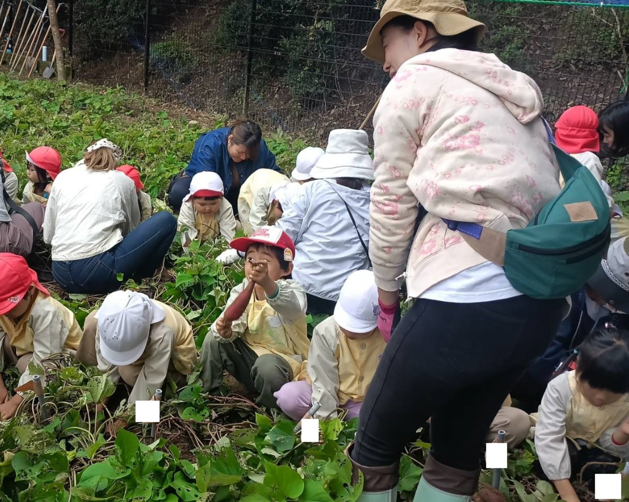 おいも掘り（1/3）