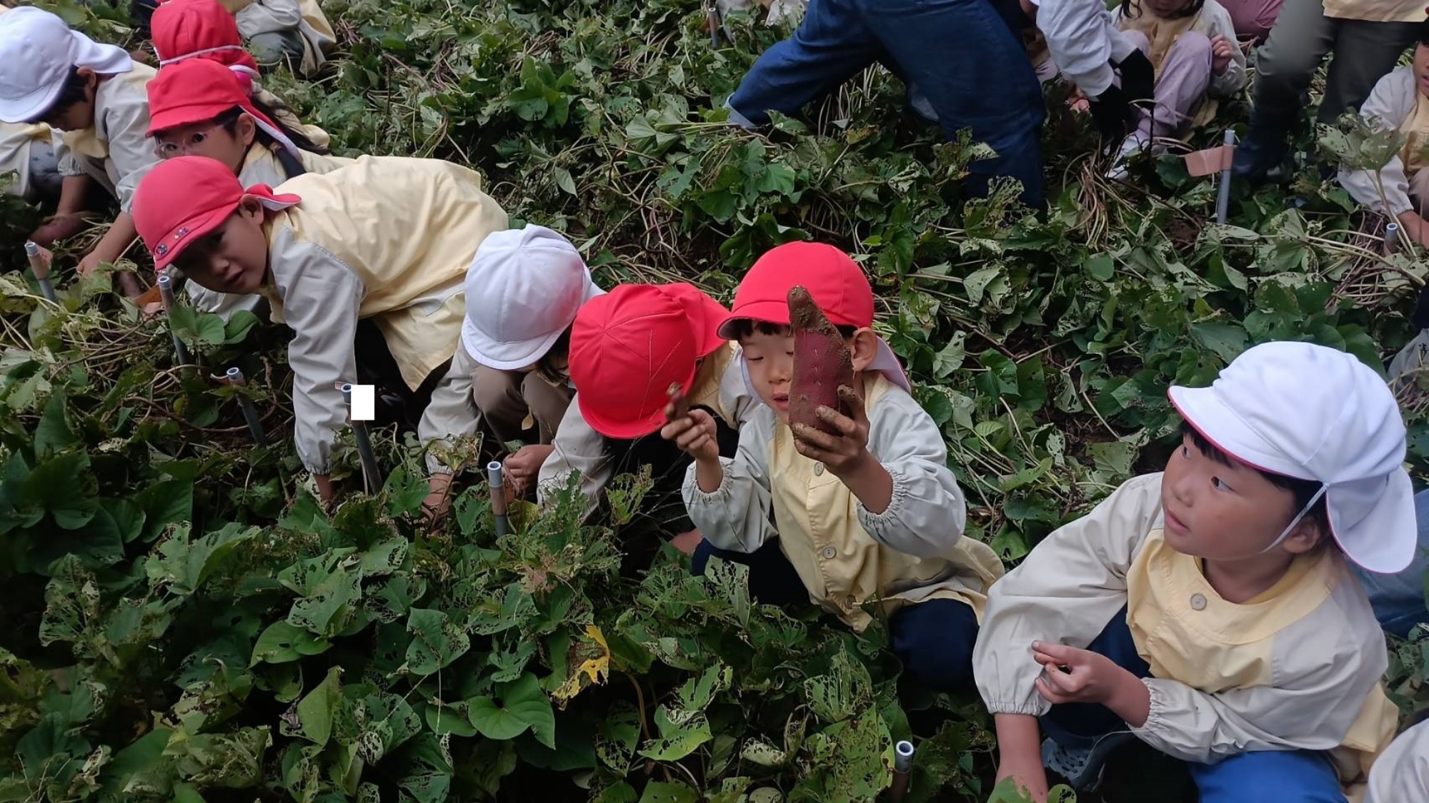 おいも掘り（1/3）