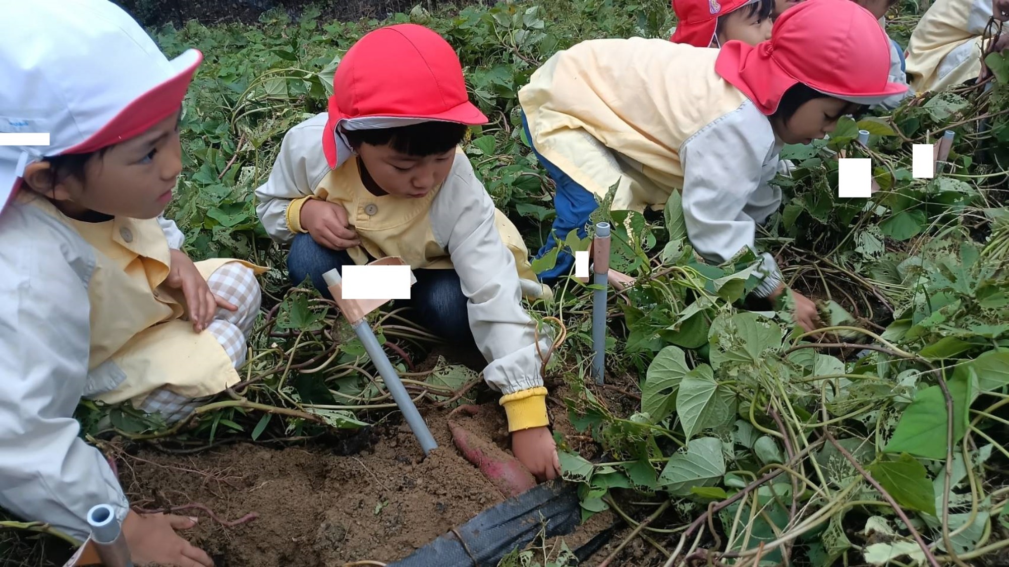 おいも掘り（1/3）