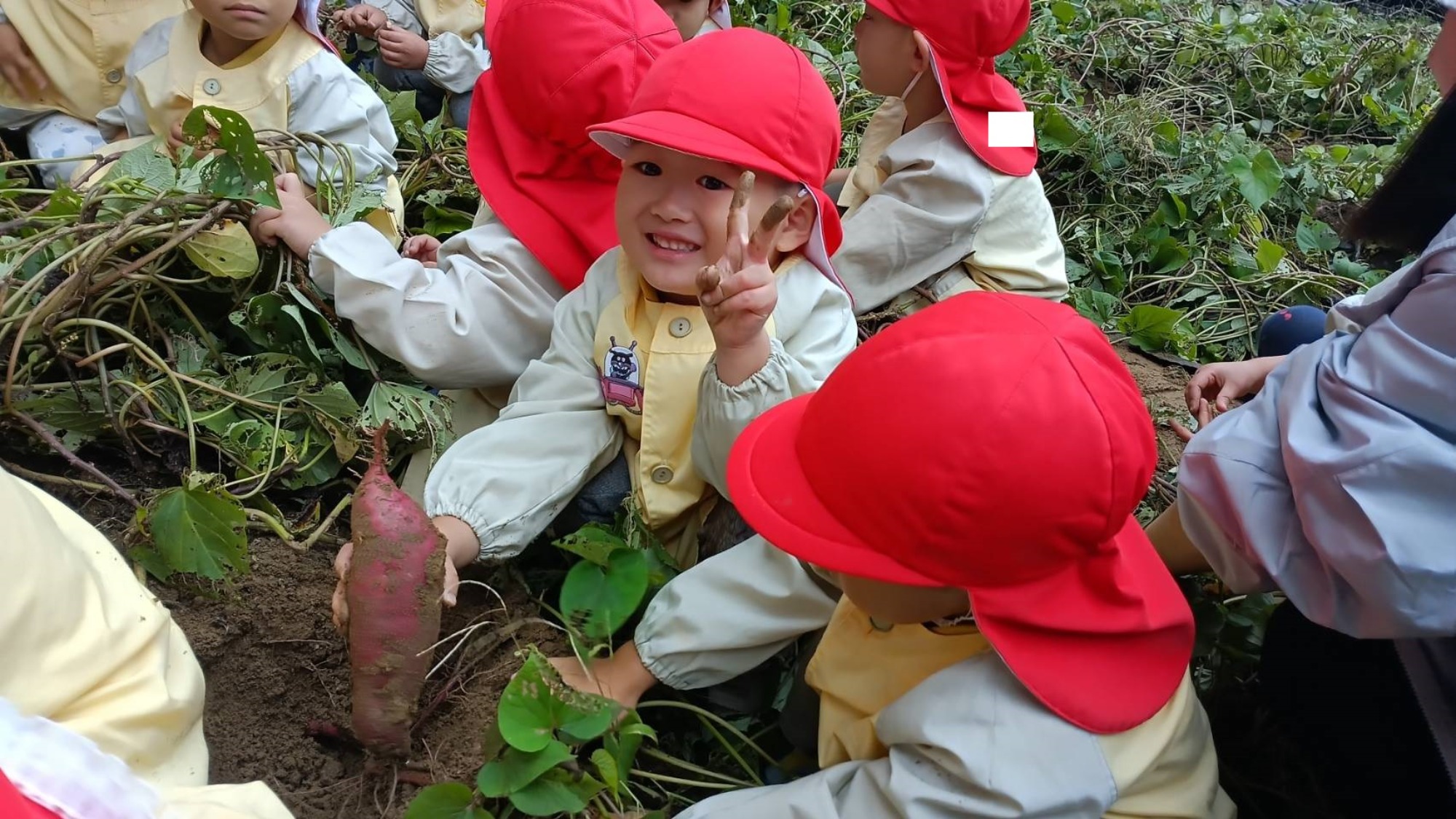 おいも掘り（2/3）