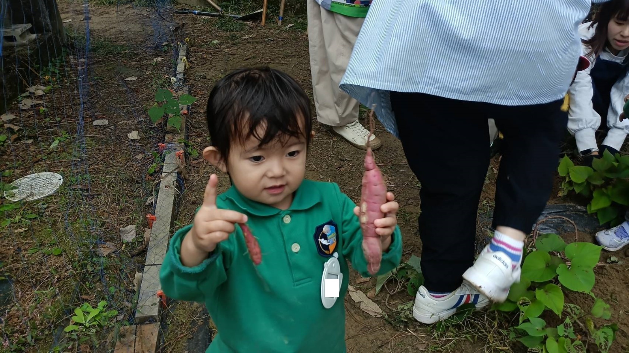 おいも掘り（2/3）