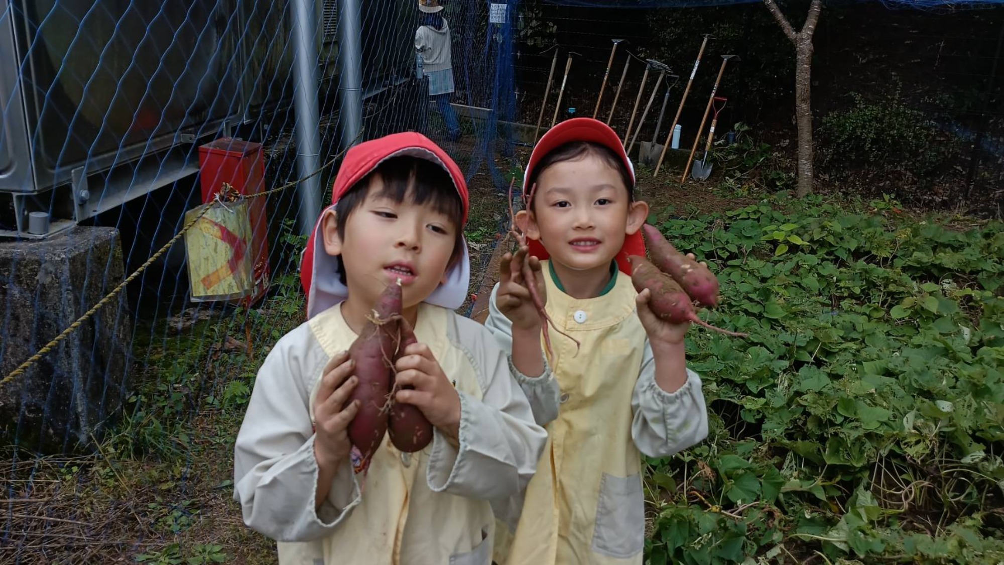 おいも掘り（2/3）