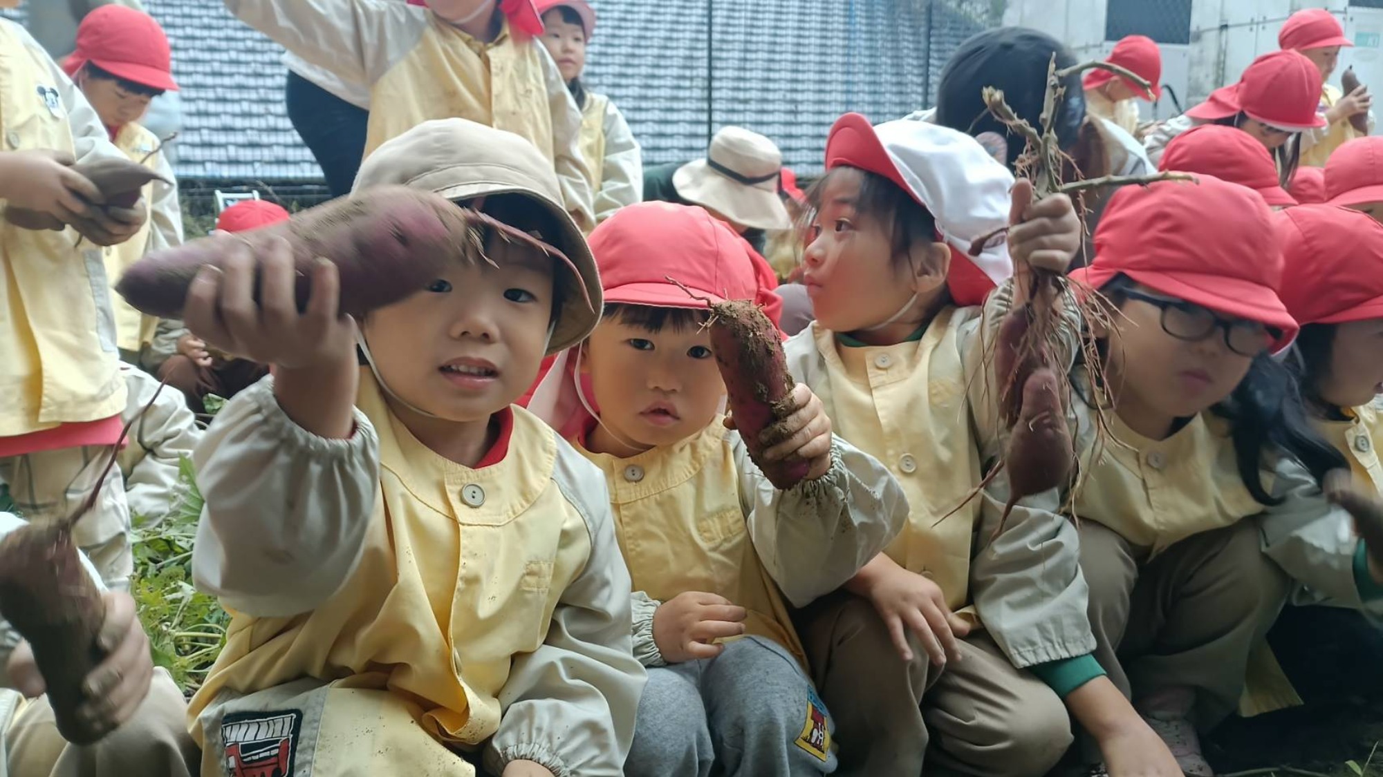 おいも掘り（2/3）