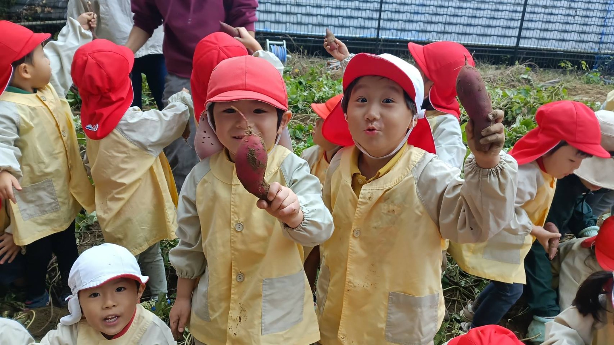 おいも掘り（2/3）