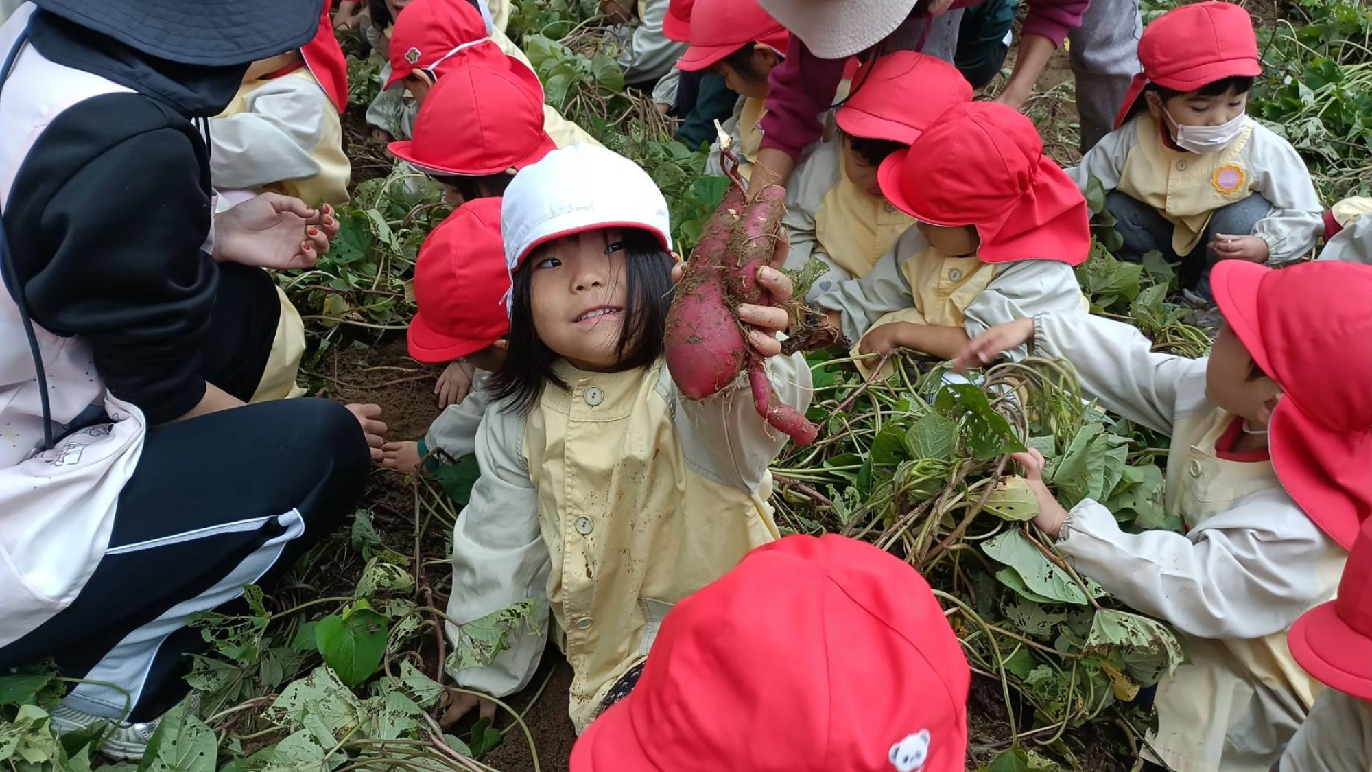 おいも掘り（2/3）