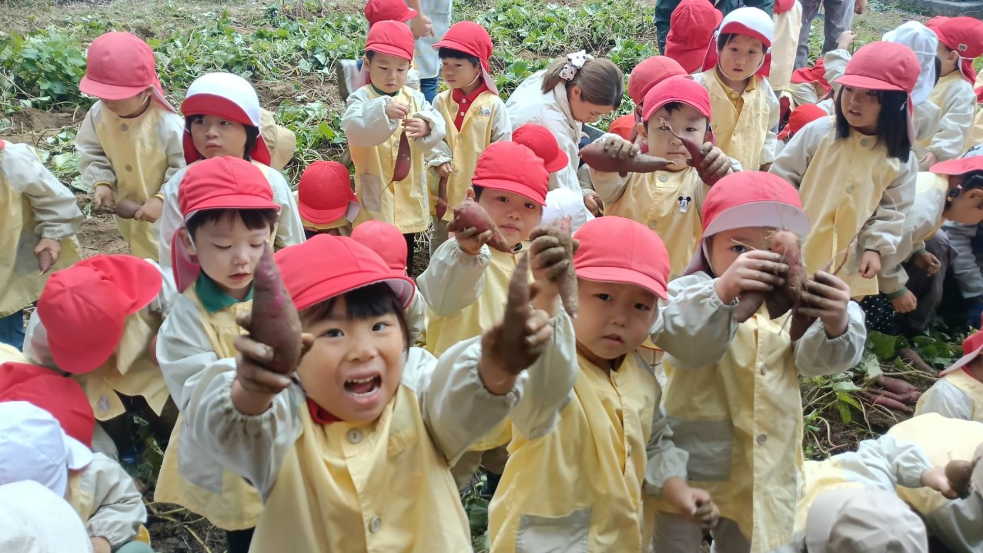 おいも掘り（2/3）