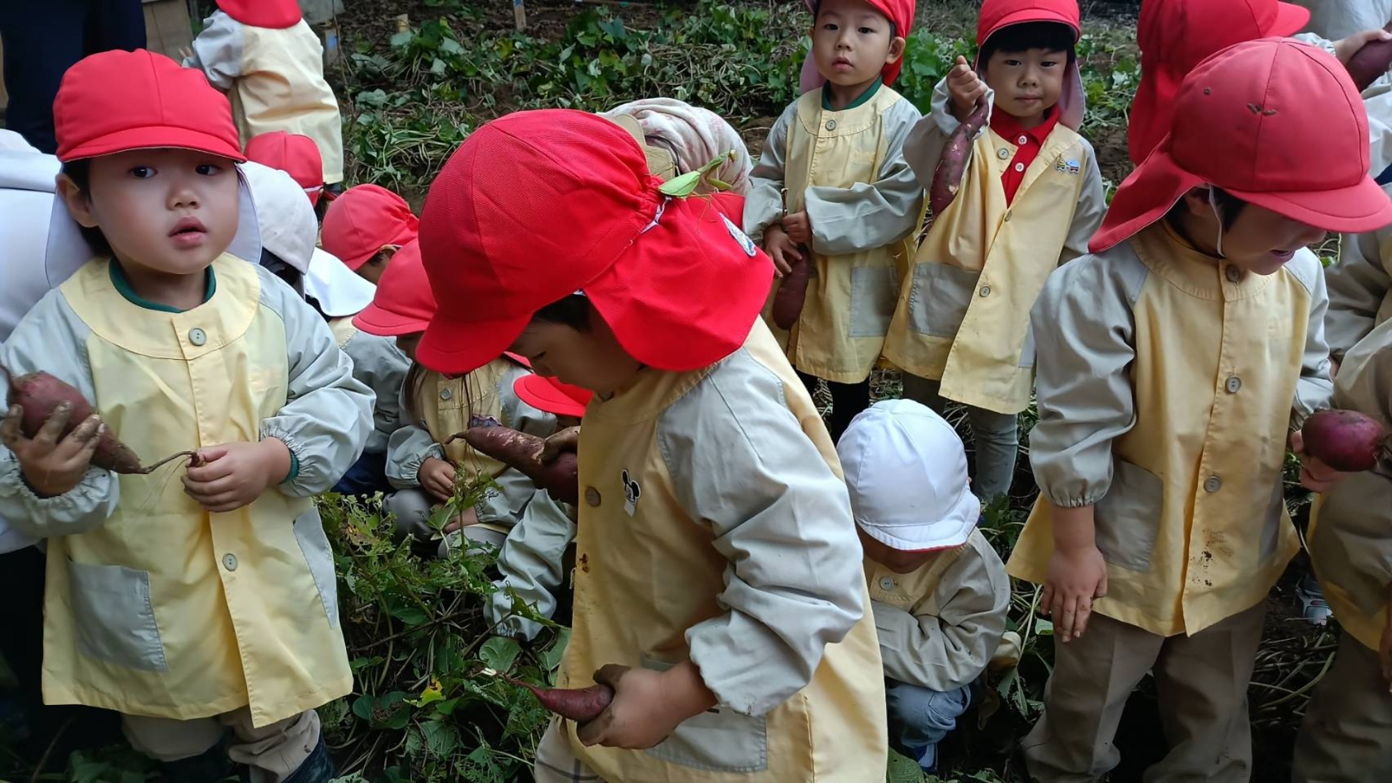 おいも掘り（2/3）