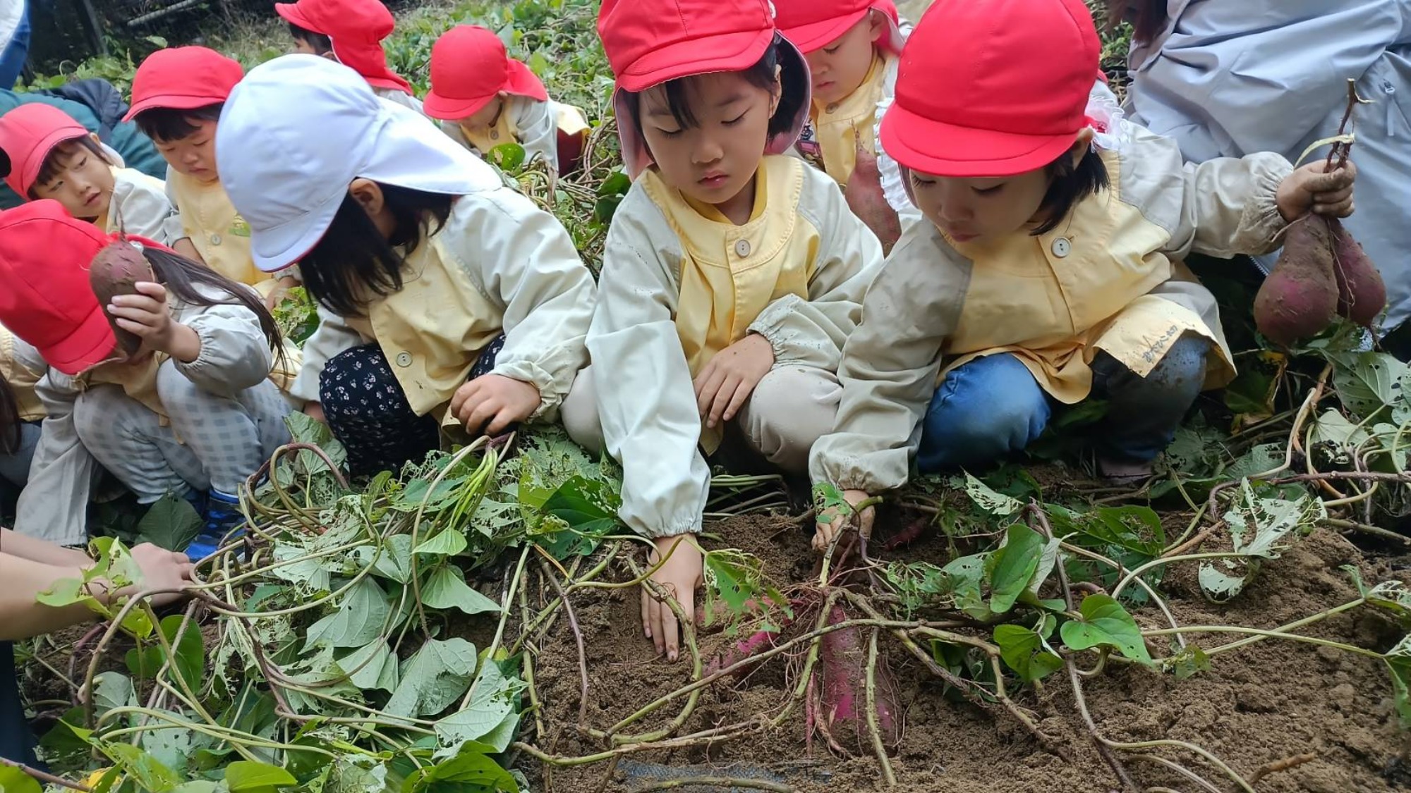 おいも掘り（2/3）