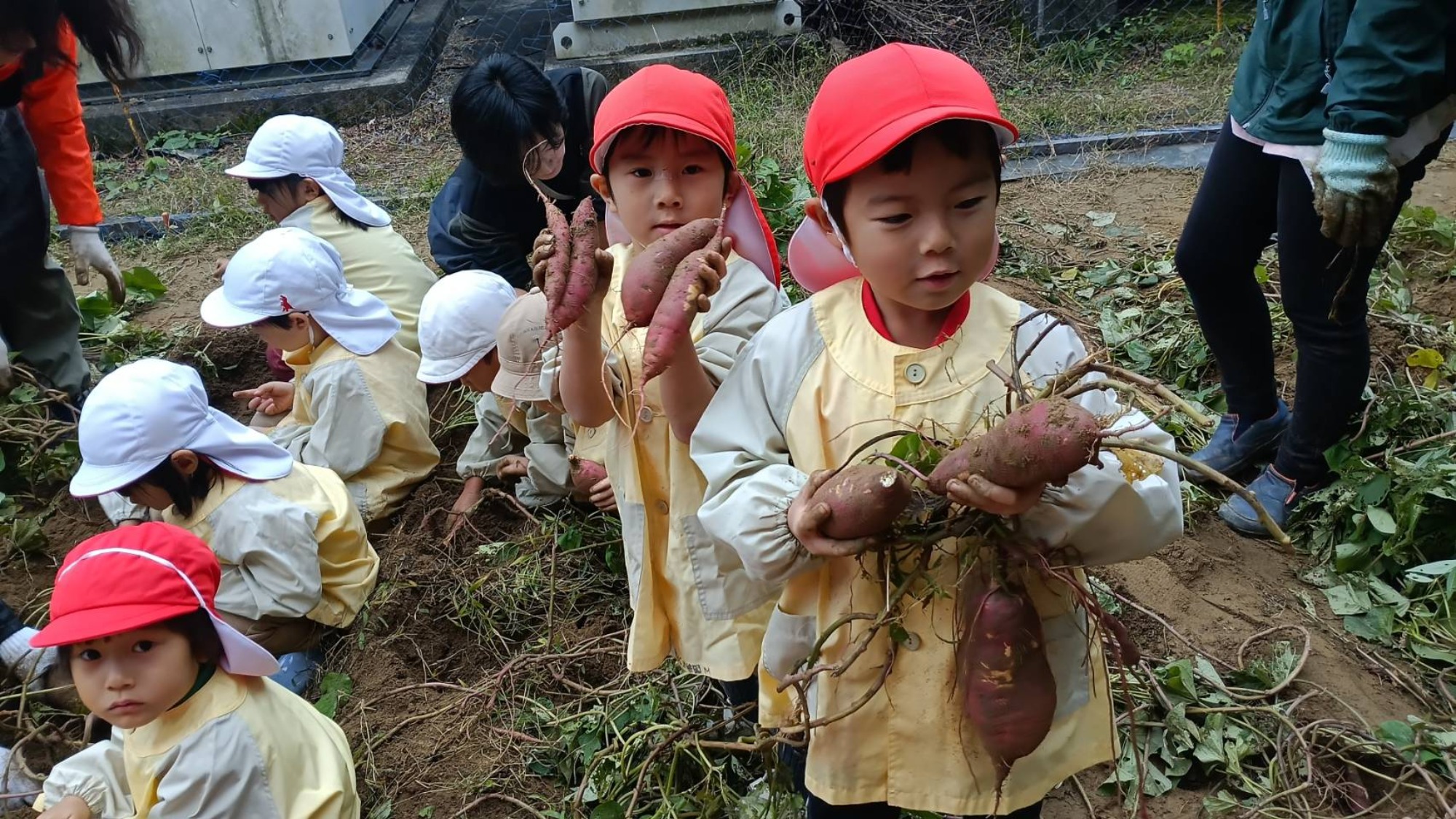 おいも掘り（3/3）