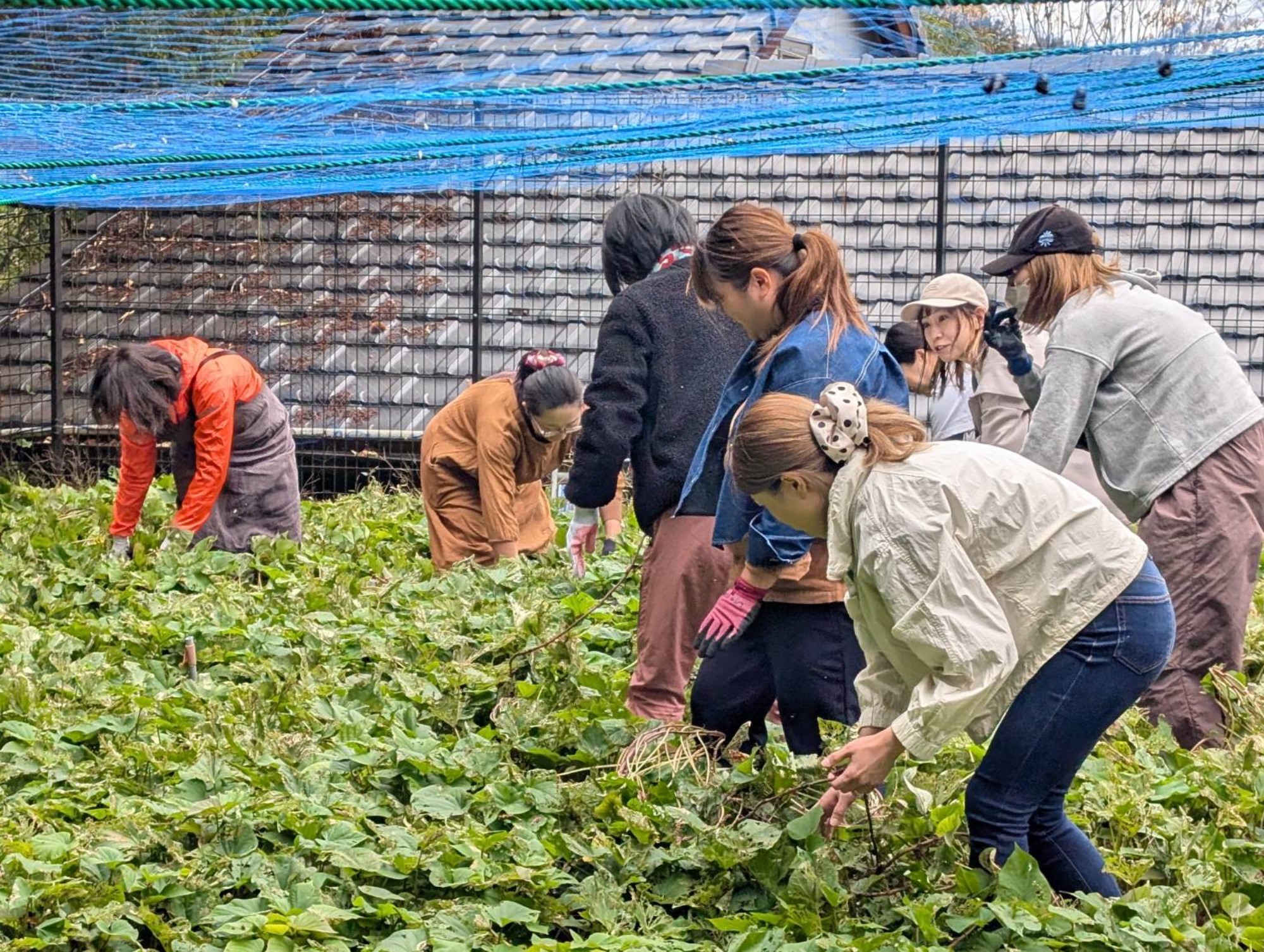 おいも掘り（3/3）