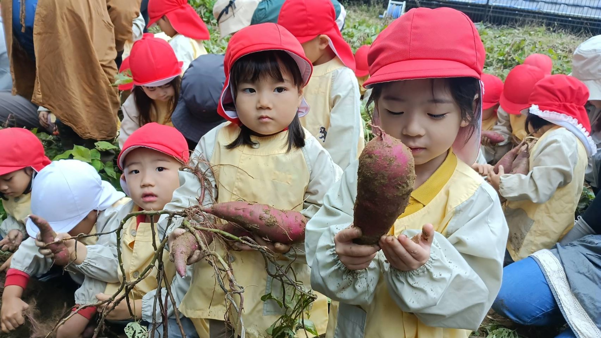 おいも掘り（3/3）