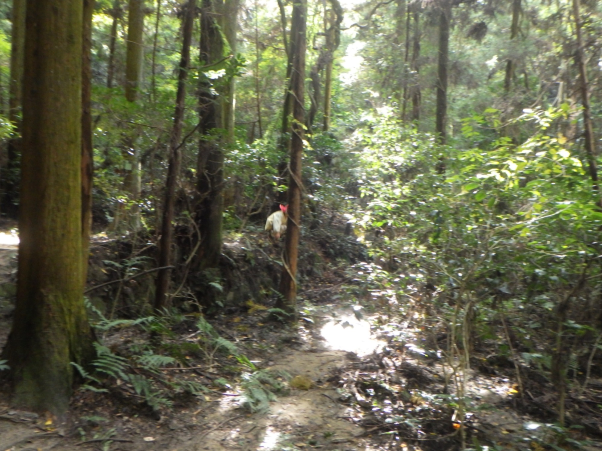 【年中】11/10　村積山　園外保育（3/3）