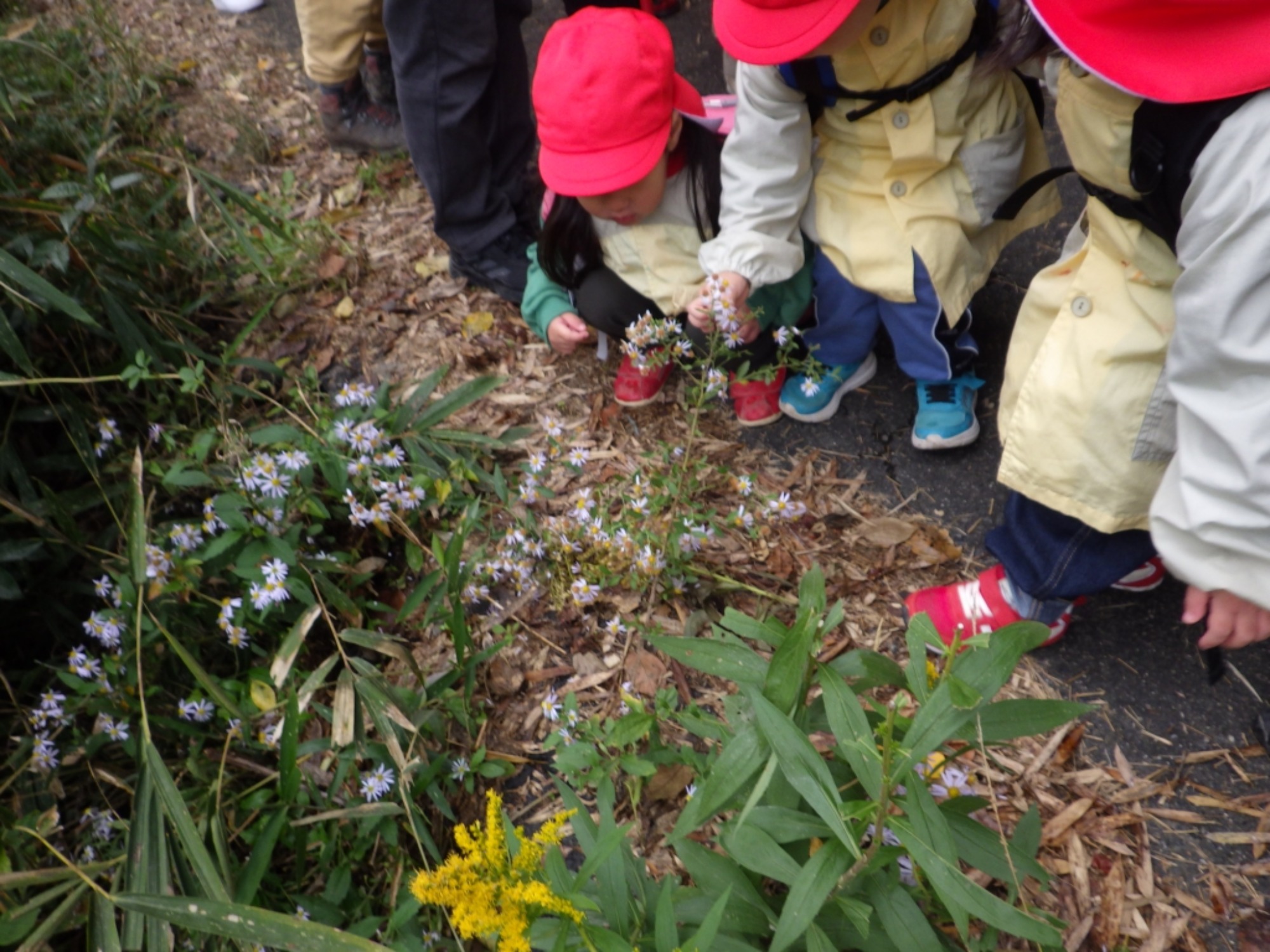 【年少】11/11　村積山　園外保育（1/3）