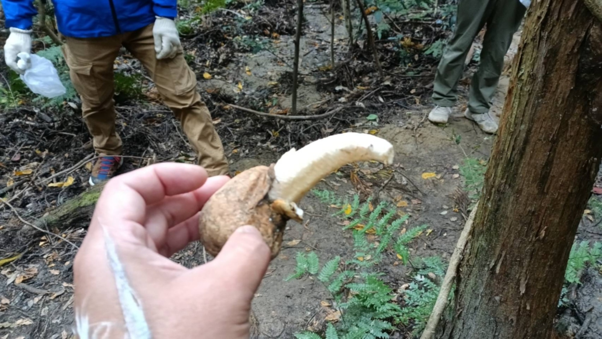 【年少】11/11　村積山　園外保育（3/3）