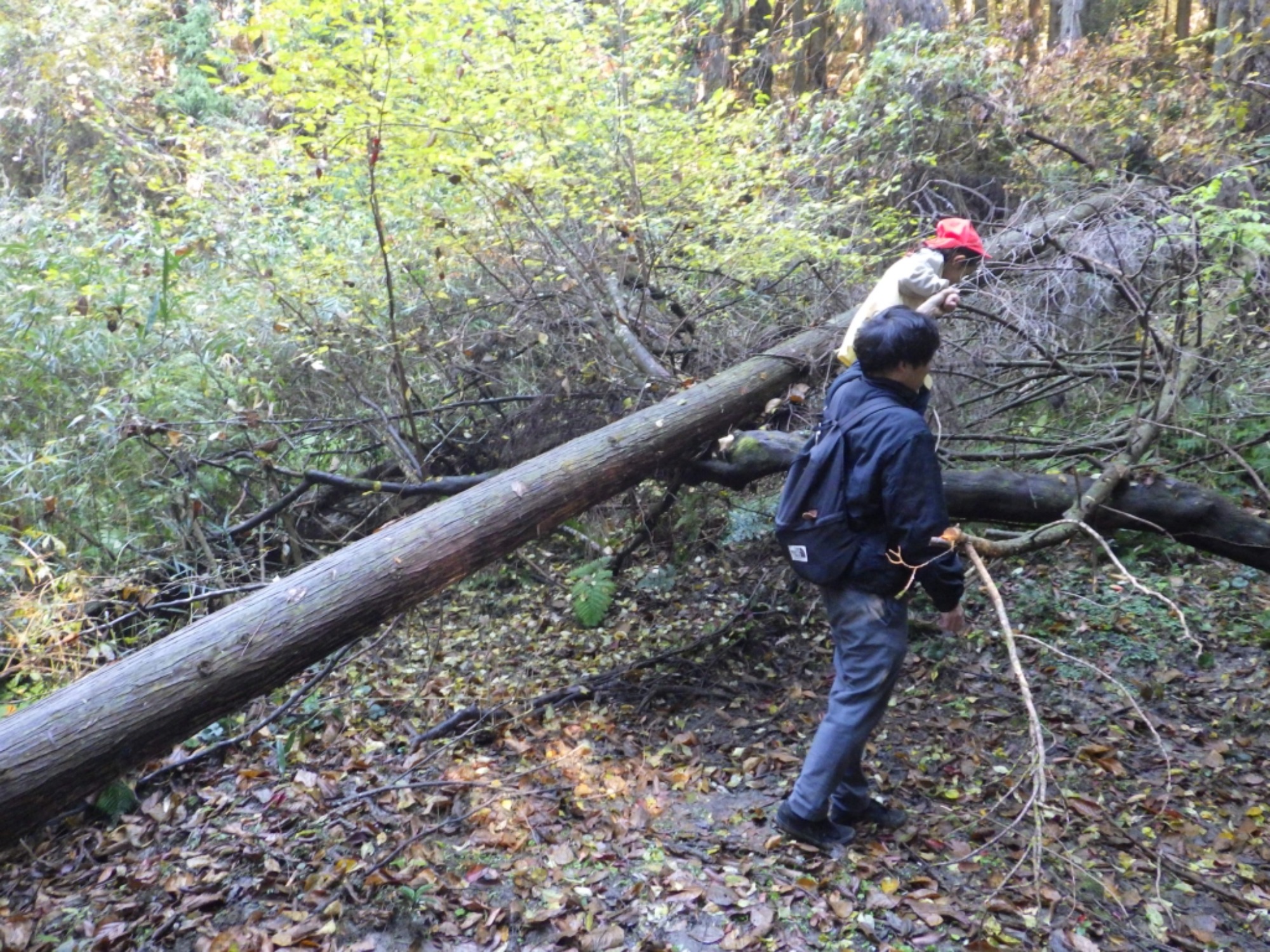 【年中】11/26　忍者の修行場へ！園外保育（1/3）