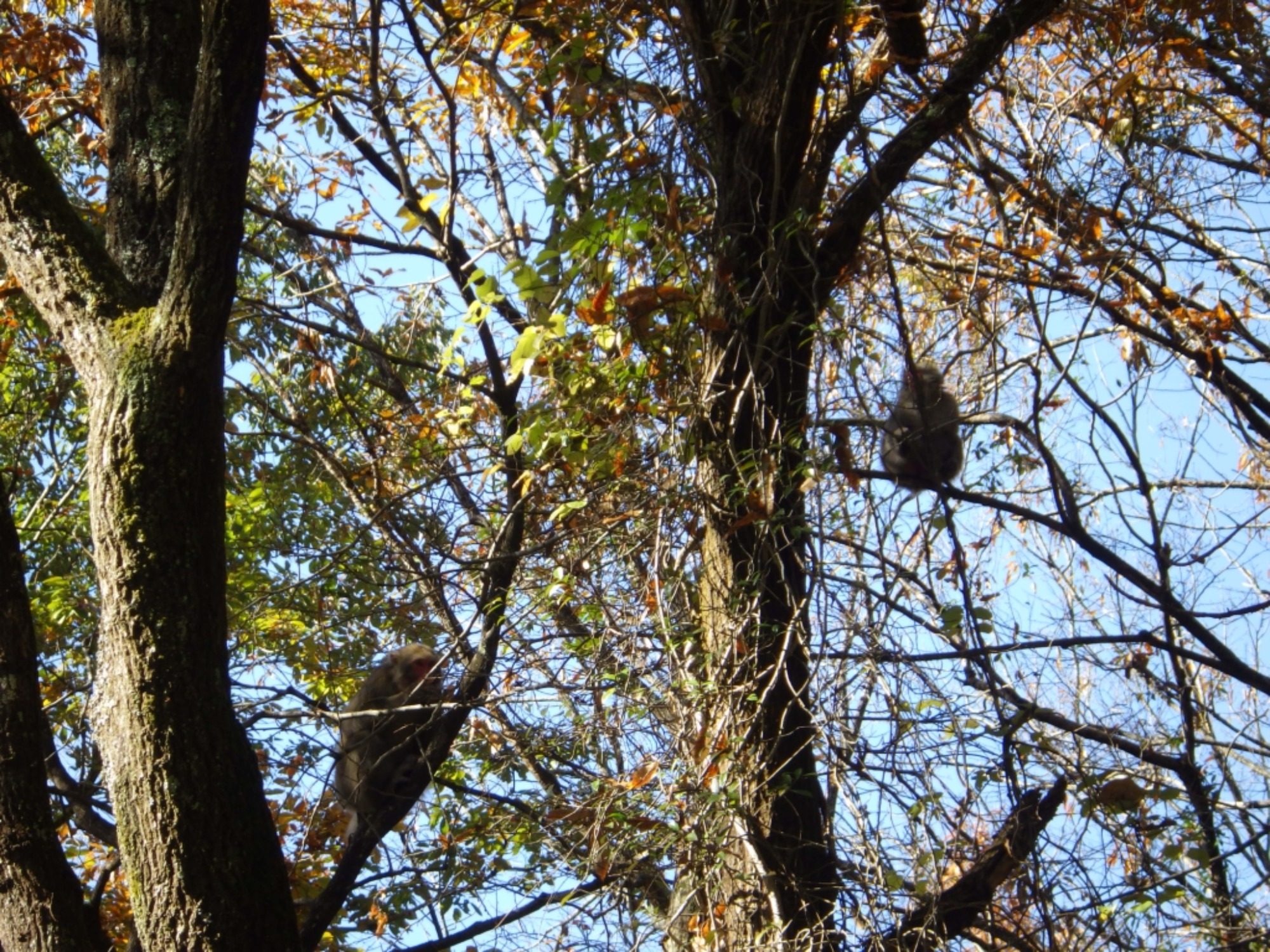 【年中】11/26　忍者の修行場へ！園外保育（1/3）