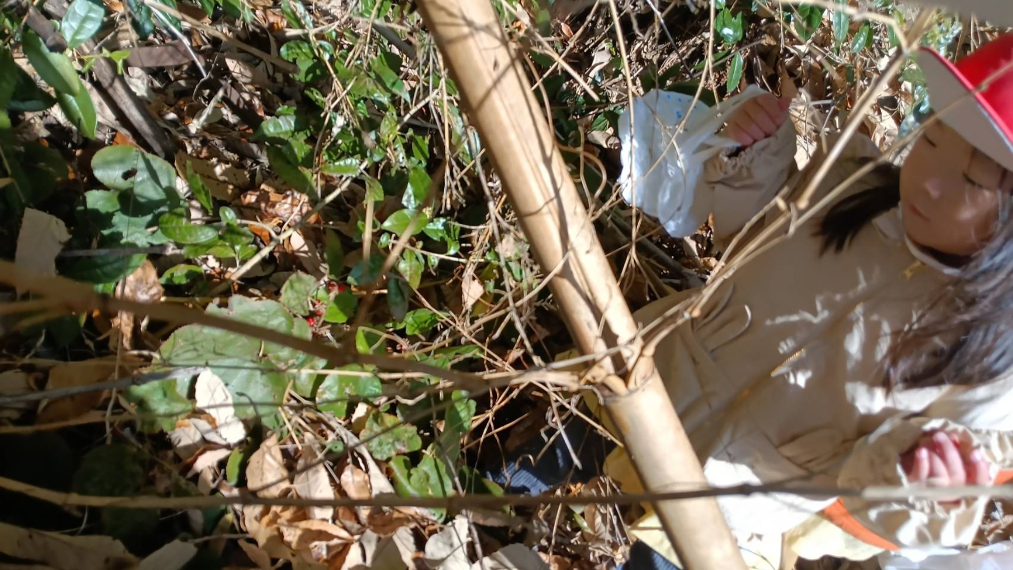 【くも】12/11　村積山　園外保育