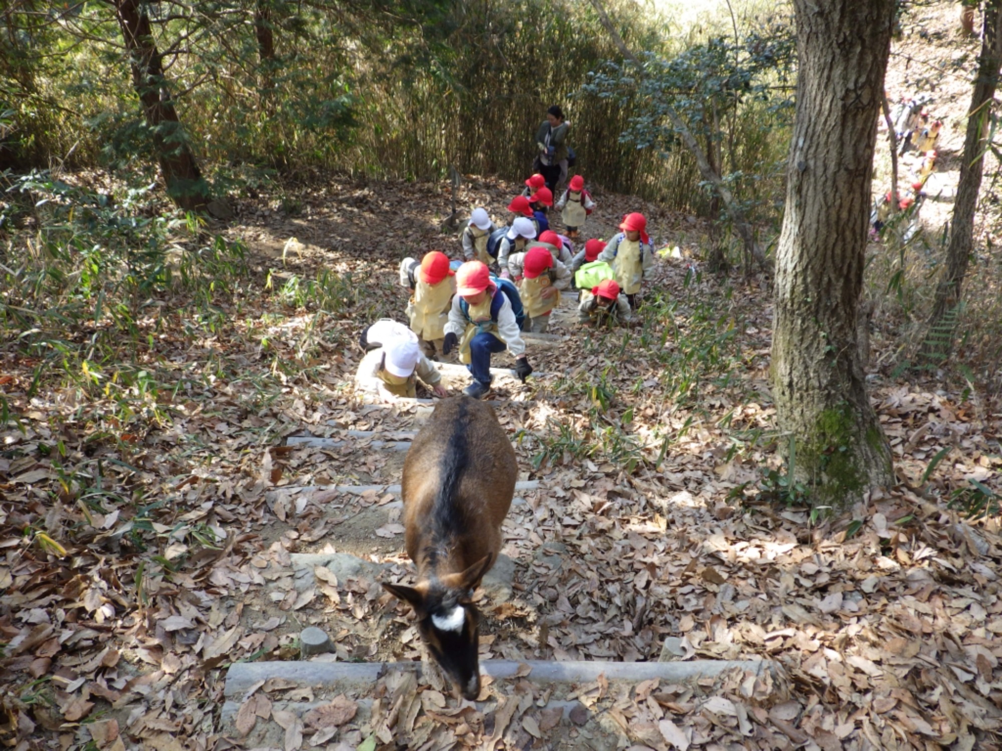 【年少】1/19　村積山　園外保育（1/2）