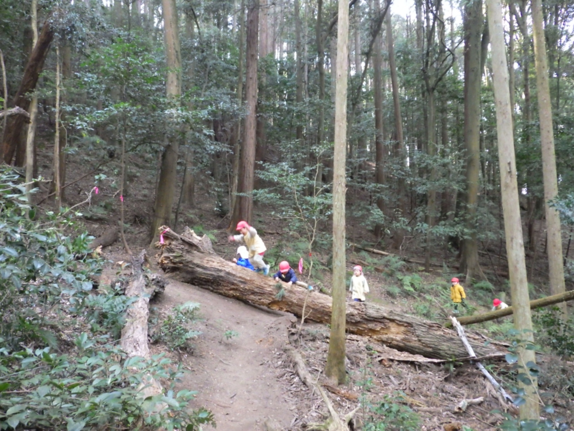 【年少】1/19 村積山 園外保育(2/2)