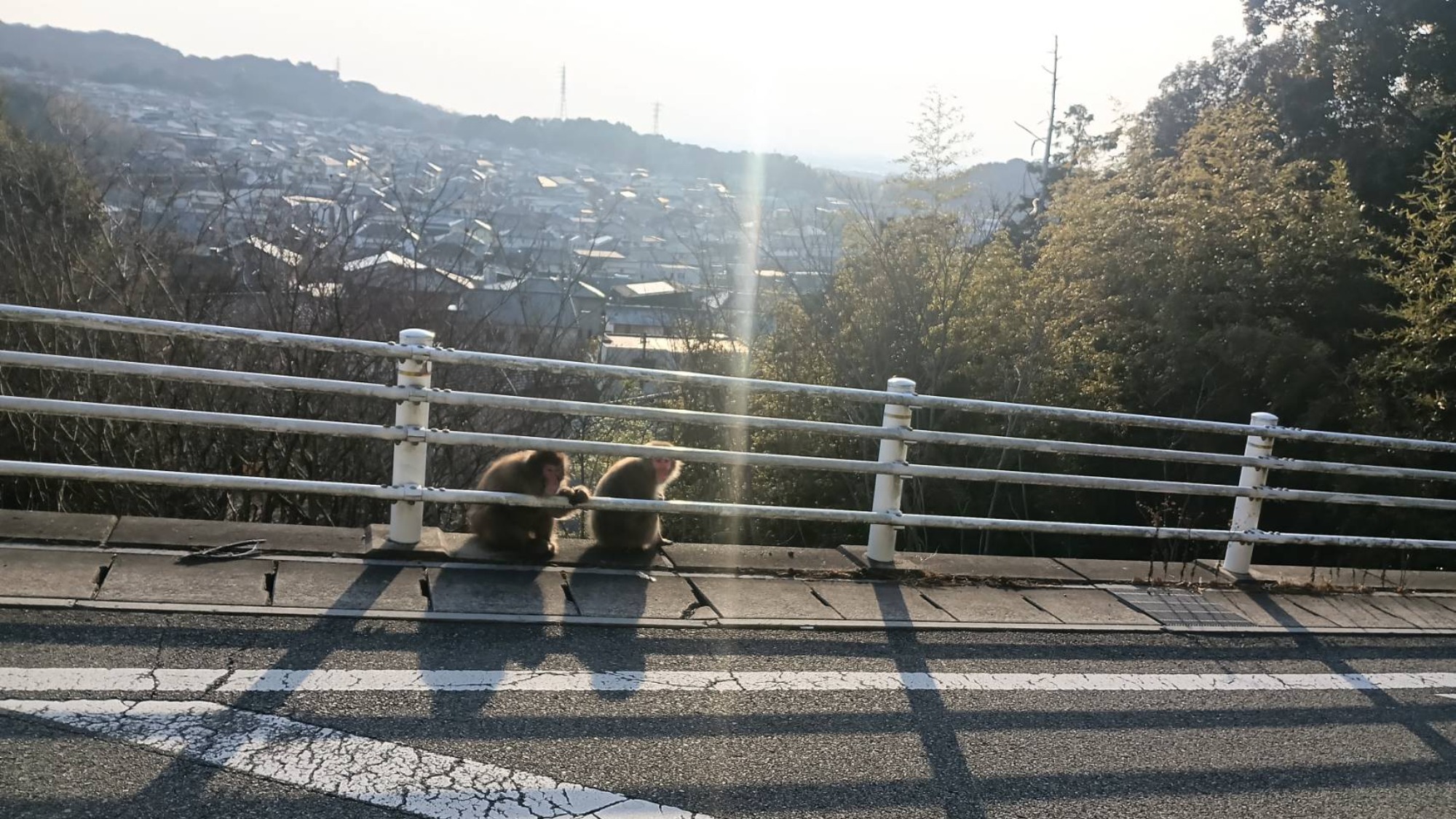 発表会・給食・薪切り・焼きいも