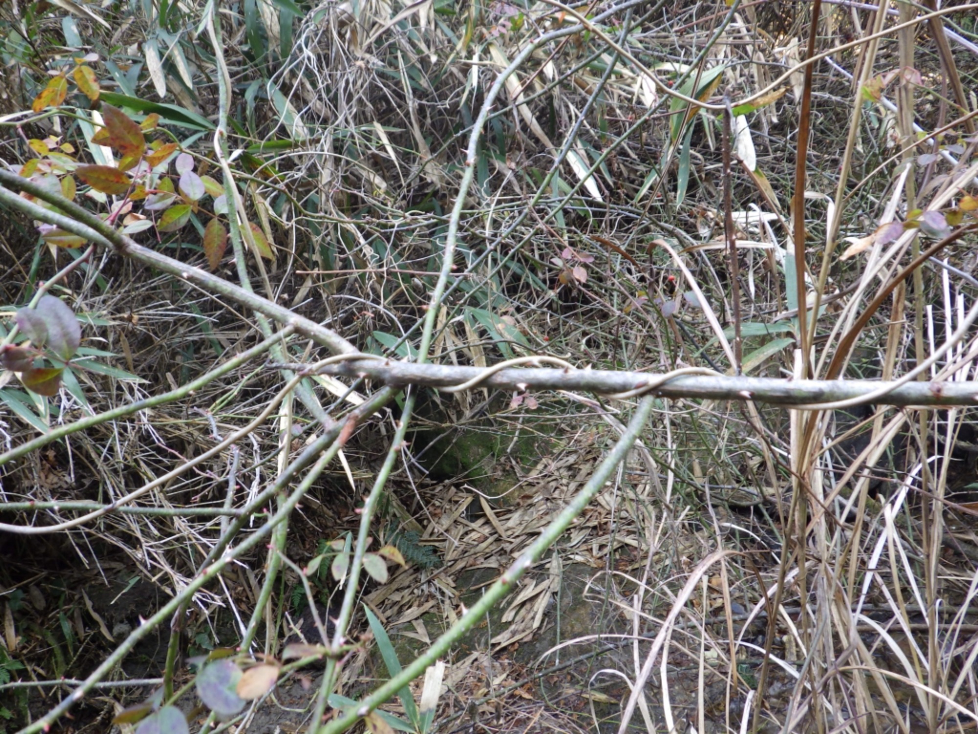 【年長】2/16　村積山　園外保育（1/4）