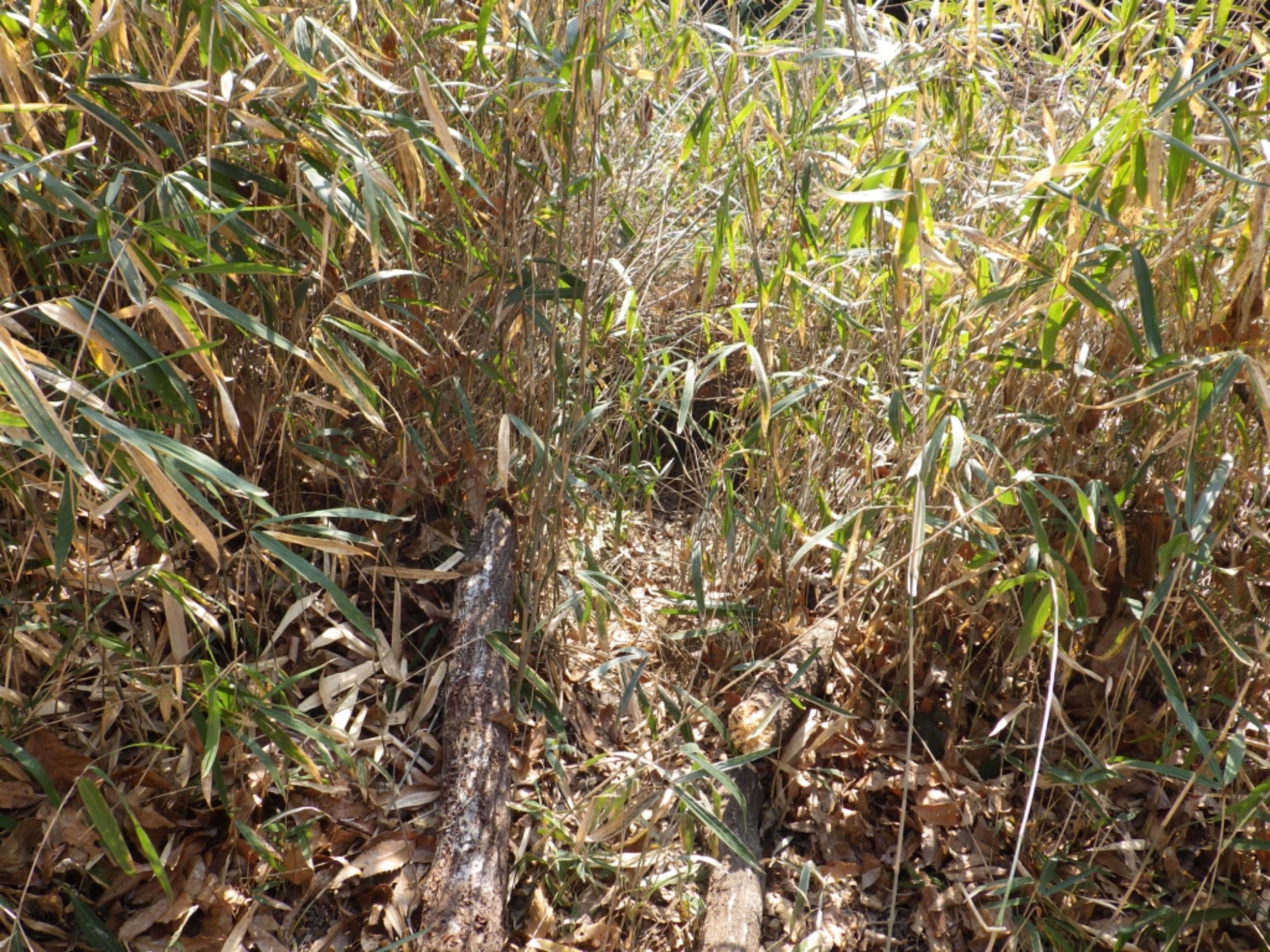 【年長】2/16　村積山　園外保育（1/4）