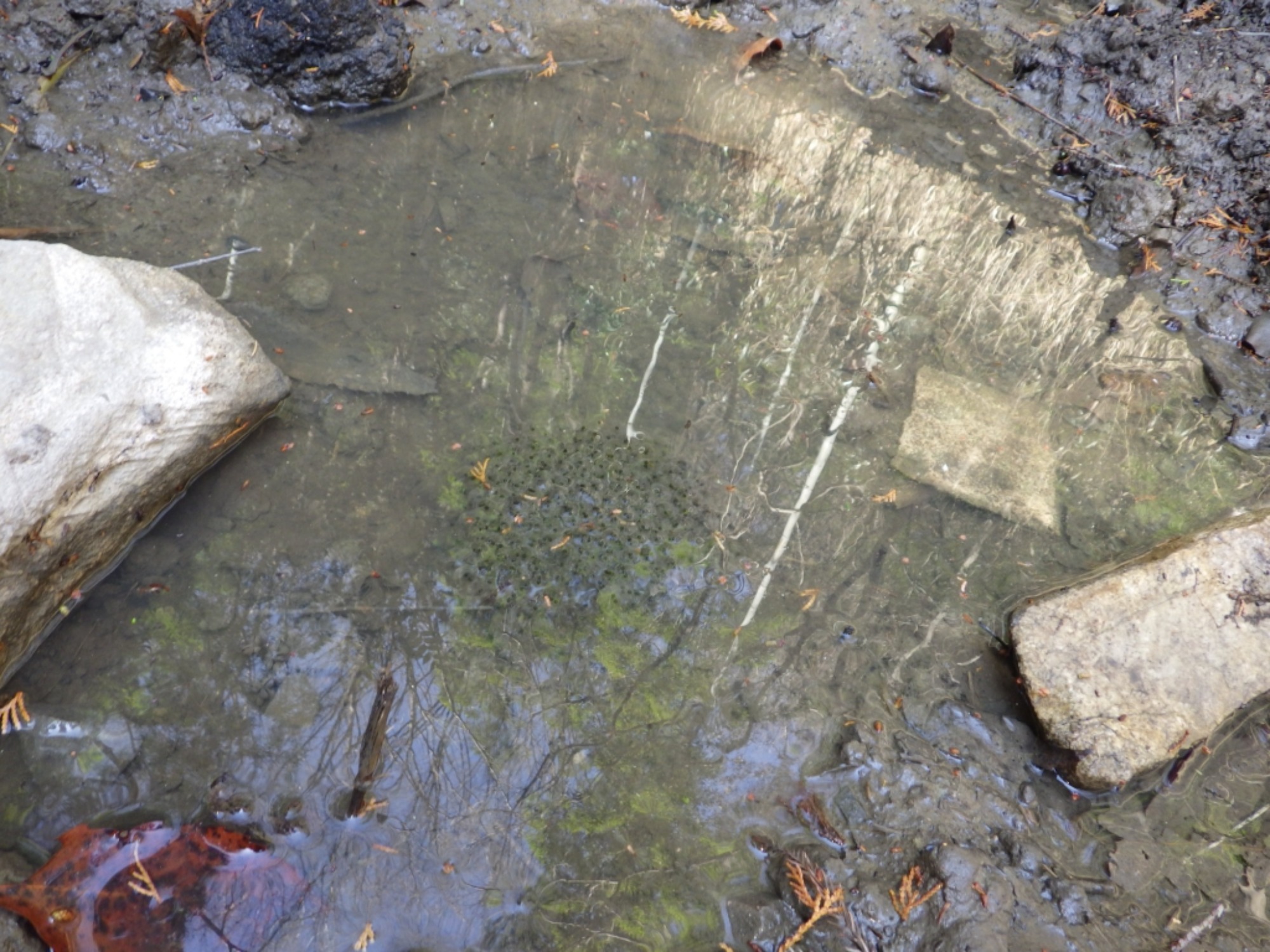 【年中】3/5　村積山　お別れ園外保育（1/3）