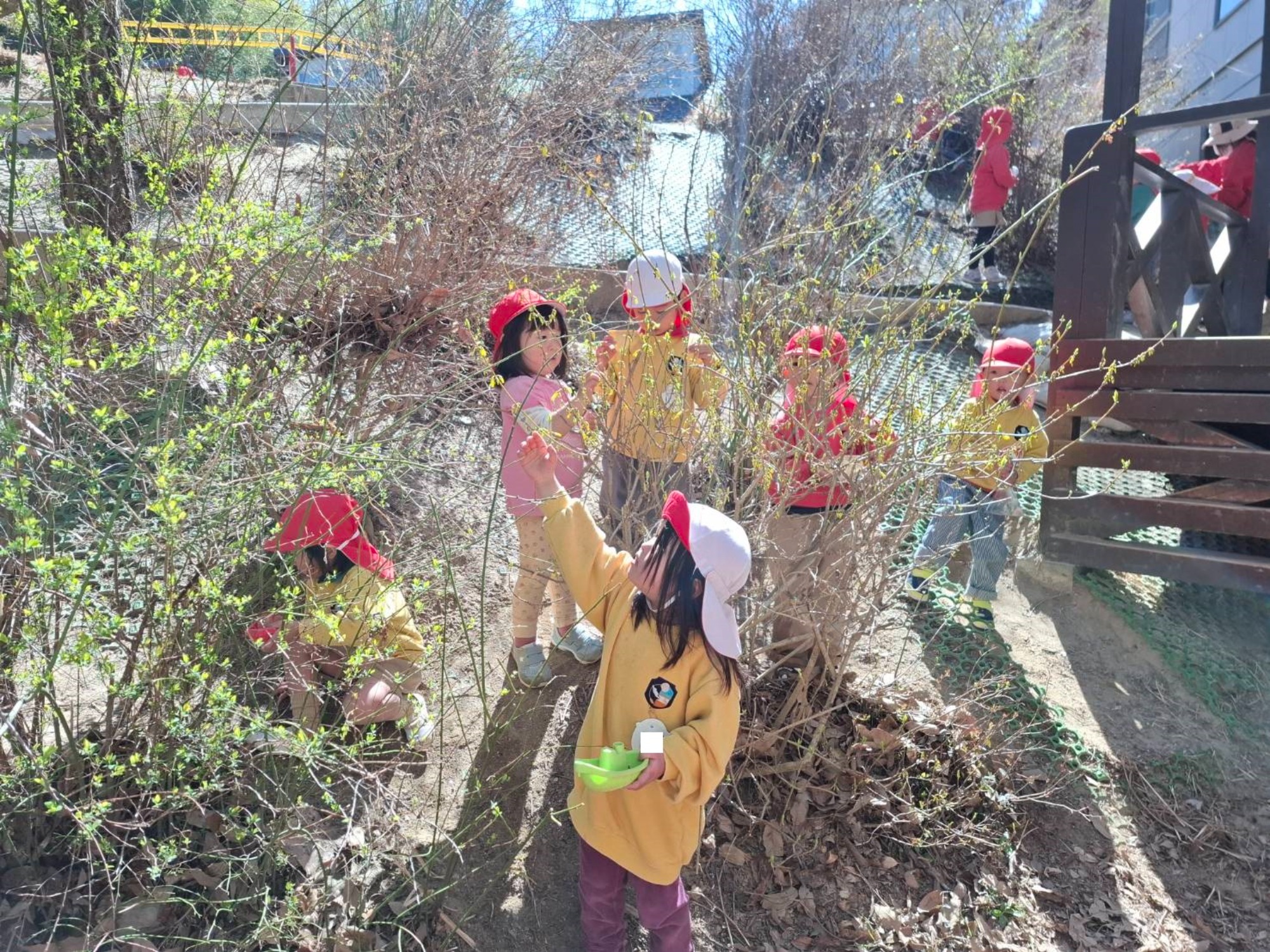 最近のくもぐみさん