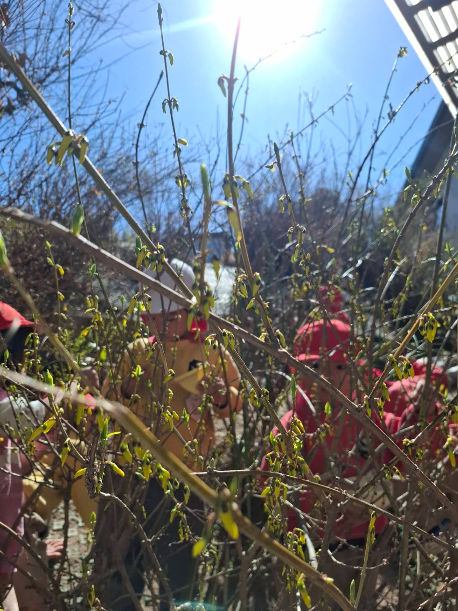 最近のくもぐみさん